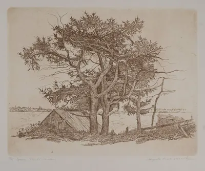 Моргунова Анна. Дерево (Соловки). 2008.
