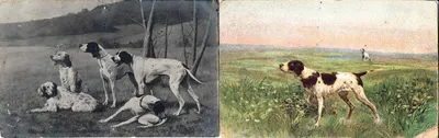 65 открыток «Собаки». Россия, СССР, Зап. Европа, XX век.
