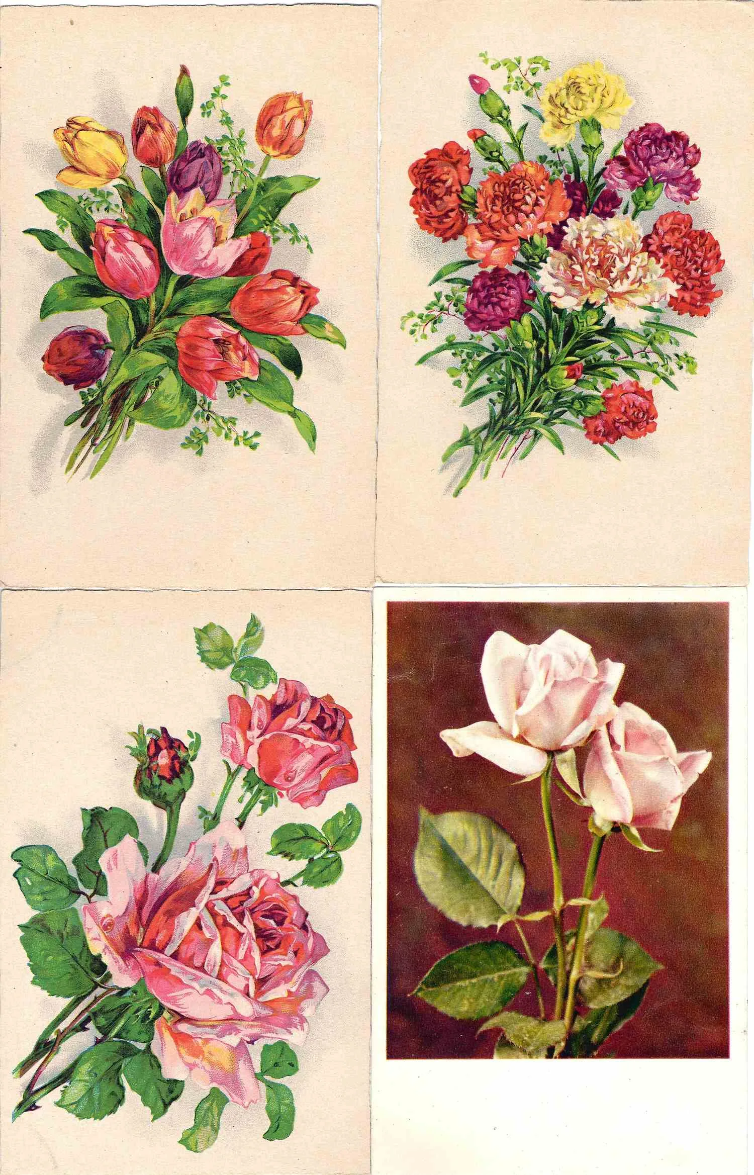 43 открытки «Цветы». СССР, Европа, Азия, 1950-е - 1970-е годы. — фото 1