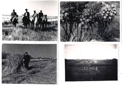 7 фотографий «Экспериментальное растениеводство в условиях вечной мерзлоты. Игарская научно-исследовательская мерзлотная станция и Чукотка». Середина 1950-х годов.
