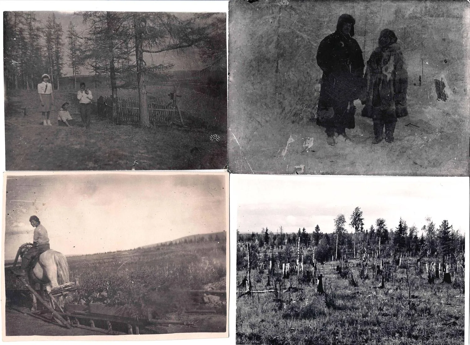 8 фотографий «Экспериментальное растениеводство в условиях вечной мерзлоты. Верхоянск и Игарка». 1940-е - 1950-е годы. — фото 1