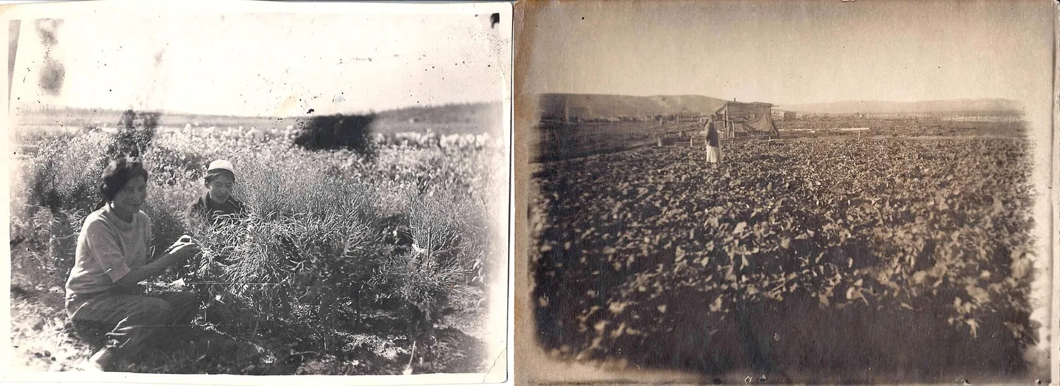 8 фотографий «Экспериментальное растениеводство в условиях вечной мерзлоты. Верхоянск и Игарка». 1940-е - 1950-е годы. — фото 2