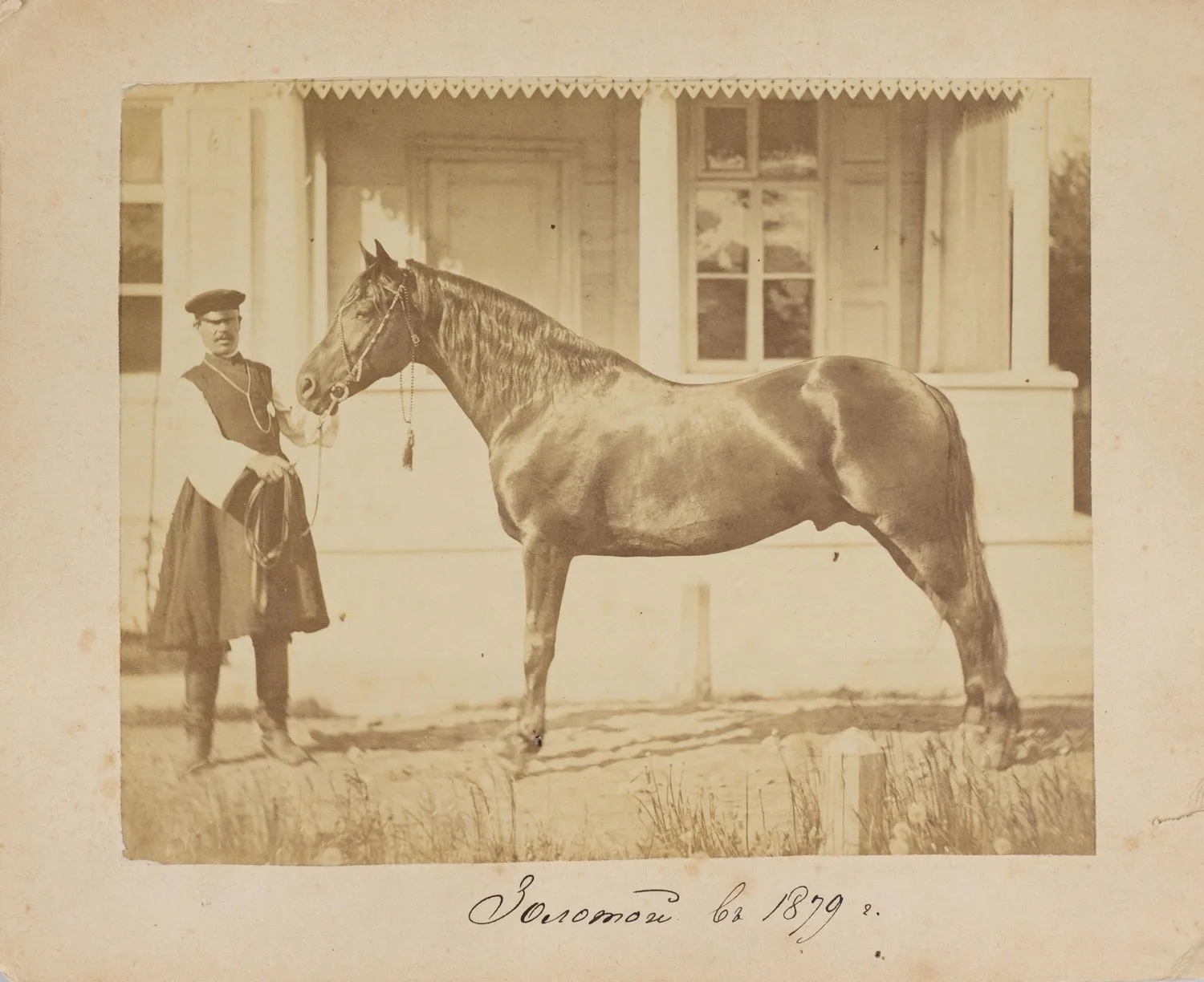 5 фотографий «Лошади». Россия, 1870-е годы. — фото 2