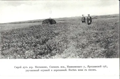 Митюшино. Открытка «Сырой луг». На обороте рекламная надпечатка «Кофе Т-ва П.М. Кузьмичев с С-ми. Москва, Тверская, 22«.