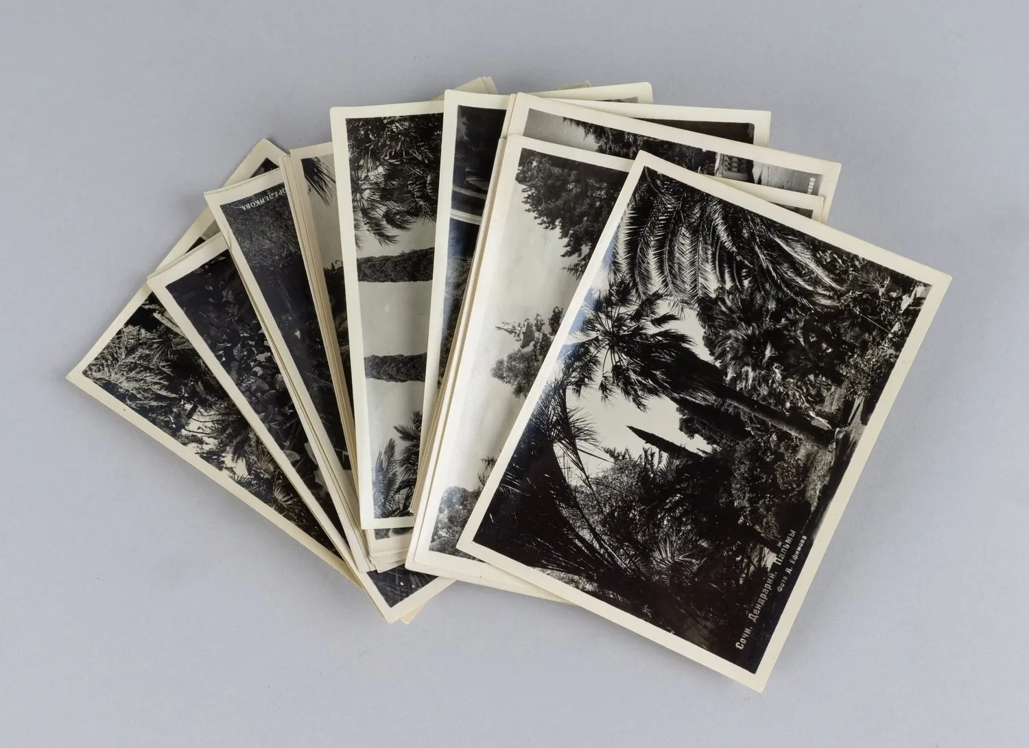 20 фотографий (комплект в издательской папке) «Фотовиды сочинского парка «Дендрарий». 1953. — фото 3
