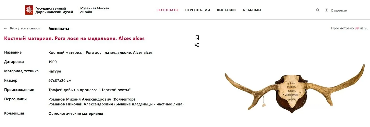 (Императорская охота в Беловеже). Трофей великого князя Михаила Александровича с императорской охоты в Беловежской пуще в Гайновском имении 19 августа 1900 года. — фото 5