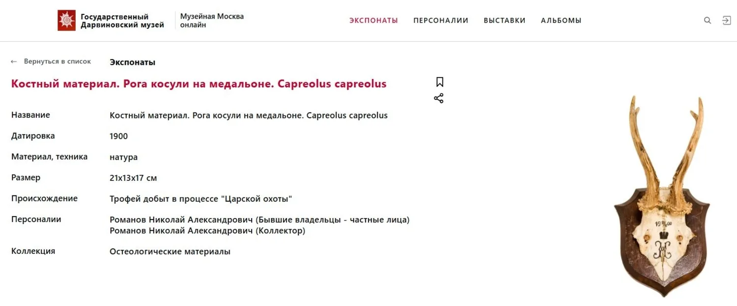 (Императорская охота в Беловеже). Трофей великого князя Михаила Александровича с императорской охоты в Беловежской пуще в Гайновском имении 19 августа 1900 года. — фото 6